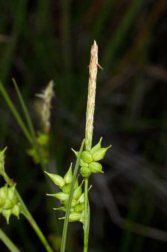Carex turgescens #21
